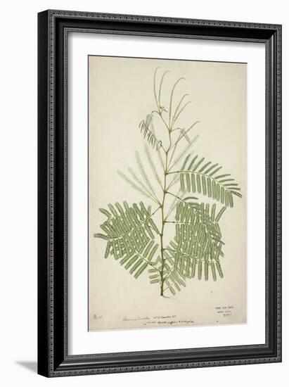 Acacia Suma Kuz, 1800-10-null-Framed Giclee Print