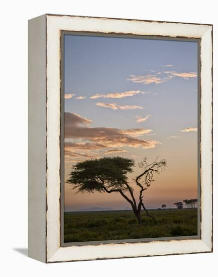 Acacia Tree and Clouds at Dawn-James Hager-Framed Premier Image Canvas