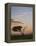 Acacia Tree and Clouds at Dawn-James Hager-Framed Premier Image Canvas