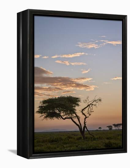 Acacia Tree and Clouds at Dawn-James Hager-Framed Premier Image Canvas