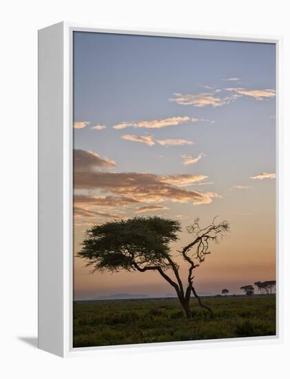 Acacia Tree and Clouds at Dawn-James Hager-Framed Premier Image Canvas
