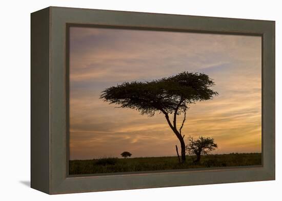 Acacia Tree and Clouds at Dawn-James Hager-Framed Premier Image Canvas