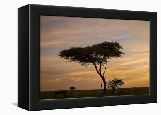 Acacia Tree and Clouds at Dawn-James Hager-Framed Premier Image Canvas