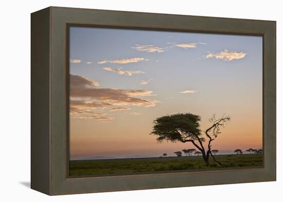 Acacia Tree and Clouds at Dawn-James Hager-Framed Premier Image Canvas