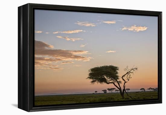 Acacia Tree and Clouds at Dawn-James Hager-Framed Premier Image Canvas