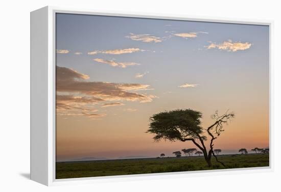Acacia Tree and Clouds at Dawn-James Hager-Framed Premier Image Canvas