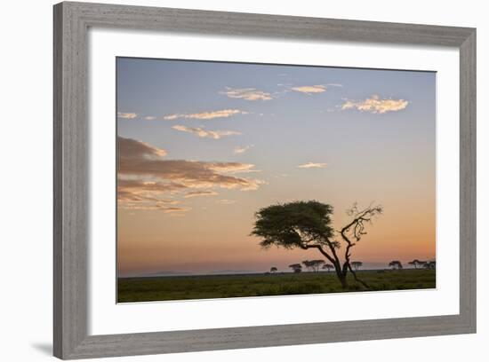 Acacia Tree and Clouds at Dawn-James Hager-Framed Photographic Print