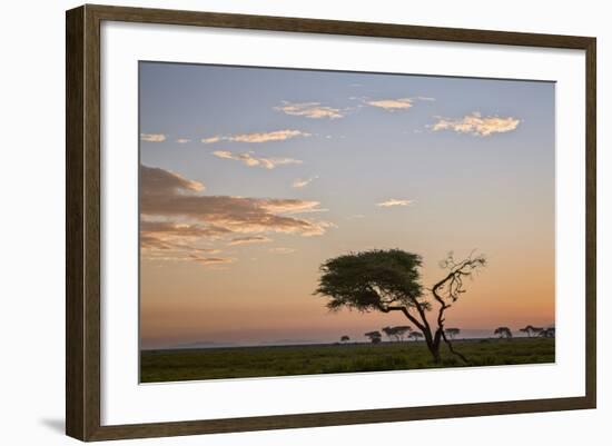 Acacia Tree and Clouds at Dawn-James Hager-Framed Photographic Print