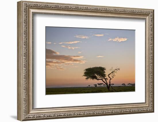 Acacia Tree and Clouds at Dawn-James Hager-Framed Photographic Print