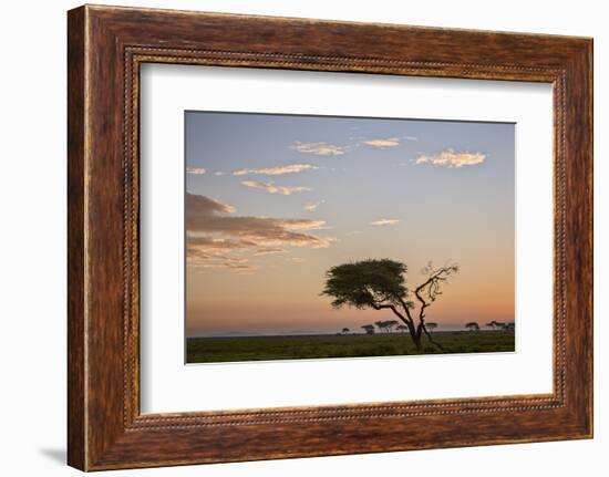 Acacia Tree and Clouds at Dawn-James Hager-Framed Photographic Print