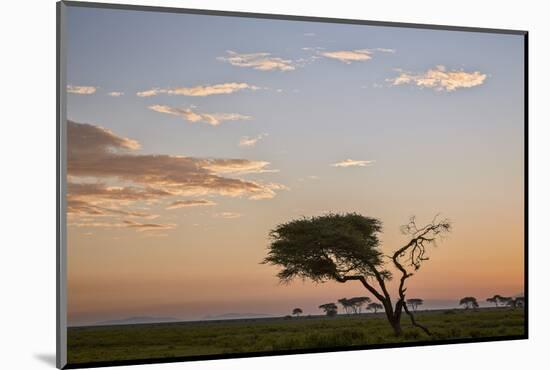 Acacia Tree and Clouds at Dawn-James Hager-Mounted Photographic Print