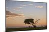 Acacia Tree and Clouds at Dawn-James Hager-Mounted Photographic Print