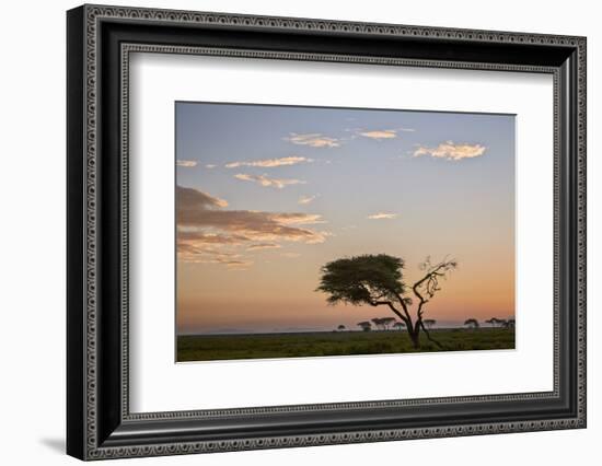 Acacia Tree and Clouds at Dawn-James Hager-Framed Photographic Print