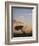 Acacia Tree and Clouds at Dawn-James Hager-Framed Photographic Print