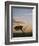 Acacia Tree and Clouds at Dawn-James Hager-Framed Photographic Print