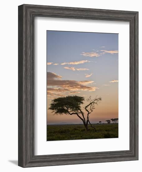 Acacia Tree and Clouds at Dawn-James Hager-Framed Photographic Print