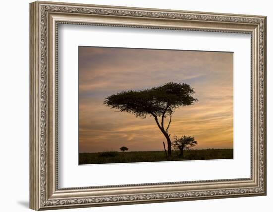 Acacia Tree and Clouds at Dawn-James Hager-Framed Photographic Print