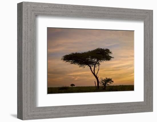 Acacia Tree and Clouds at Dawn-James Hager-Framed Photographic Print