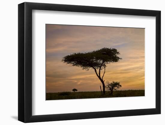 Acacia Tree and Clouds at Dawn-James Hager-Framed Photographic Print