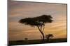 Acacia Tree and Clouds at Dawn-James Hager-Mounted Photographic Print