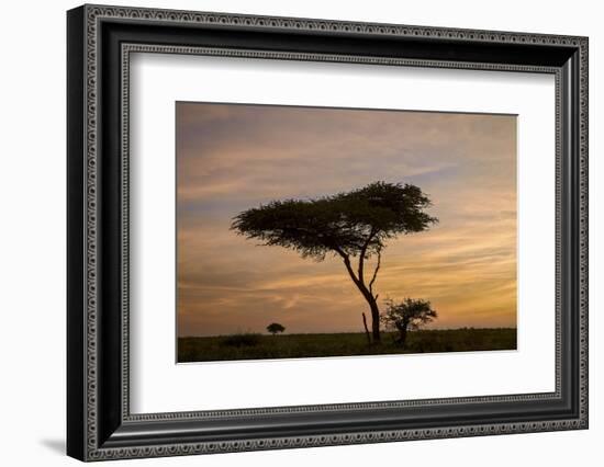 Acacia Tree and Clouds at Dawn-James Hager-Framed Photographic Print