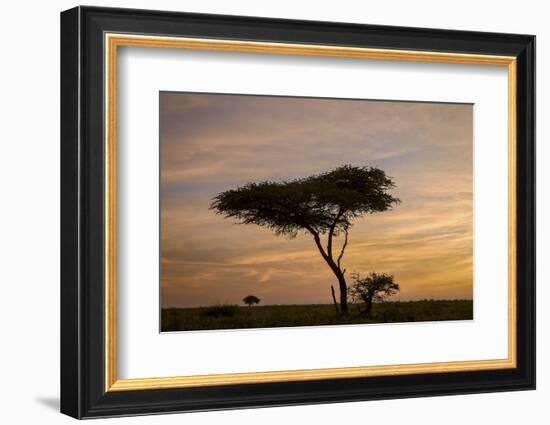 Acacia Tree and Clouds at Dawn-James Hager-Framed Photographic Print