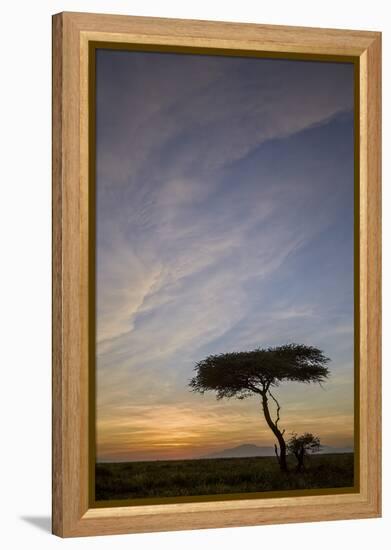 Acacia Tree and Clouds at Sunrise-James Hager-Framed Premier Image Canvas