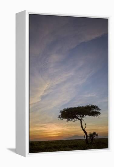 Acacia Tree and Clouds at Sunrise-James Hager-Framed Premier Image Canvas