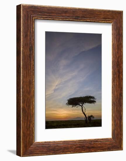 Acacia Tree and Clouds at Sunrise-James Hager-Framed Photographic Print