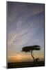 Acacia Tree and Clouds at Sunrise-James Hager-Mounted Photographic Print