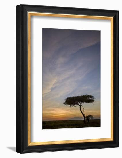 Acacia Tree and Clouds at Sunrise-James Hager-Framed Photographic Print