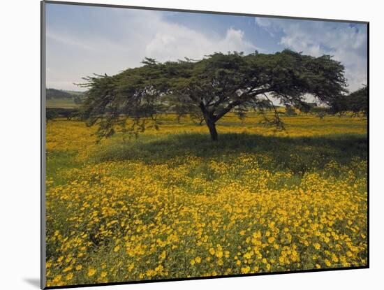 Acacia Tree and Yellow Meskel Flowers in Bloom after the Rains, Green Fertile Fields, Ethiopia-Gavin Hellier-Mounted Photographic Print