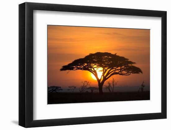 Acacia tree at sunrise.-Sergio Pitamitz-Framed Photographic Print