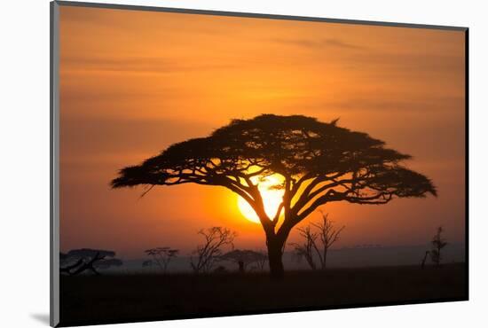 Acacia tree at sunrise.-Sergio Pitamitz-Mounted Photographic Print