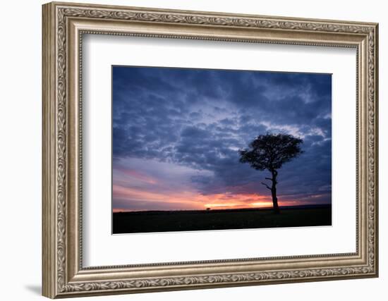 Acacia tree at sunset, Masai Mara, Kenya, East Africa, Africa-Karen Deakin-Framed Photographic Print