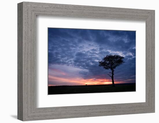 Acacia tree at sunset, Masai Mara, Kenya, East Africa, Africa-Karen Deakin-Framed Photographic Print