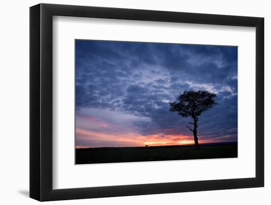 Acacia tree at sunset, Masai Mara, Kenya, East Africa, Africa-Karen Deakin-Framed Photographic Print