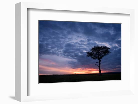 Acacia tree at sunset, Masai Mara, Kenya, East Africa, Africa-Karen Deakin-Framed Photographic Print
