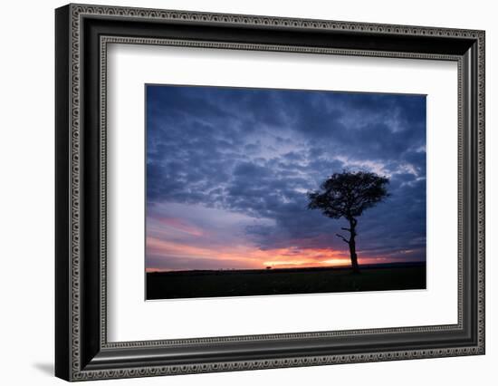 Acacia tree at sunset, Masai Mara, Kenya, East Africa, Africa-Karen Deakin-Framed Photographic Print