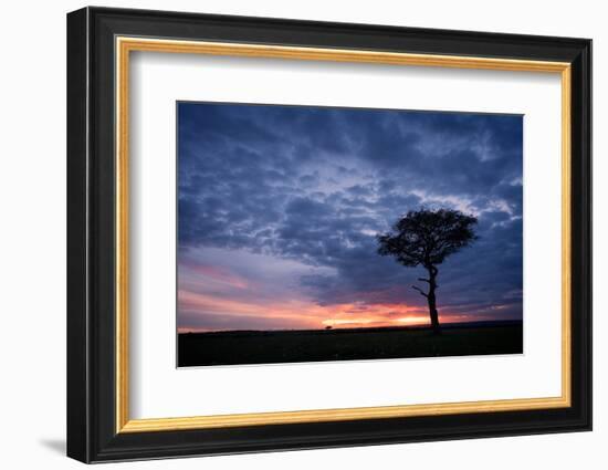 Acacia tree at sunset, Masai Mara, Kenya, East Africa, Africa-Karen Deakin-Framed Photographic Print