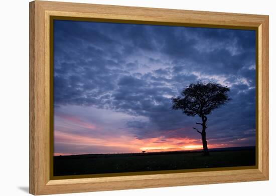 Acacia tree at sunset, Masai Mara, Kenya, East Africa, Africa-Karen Deakin-Framed Premier Image Canvas