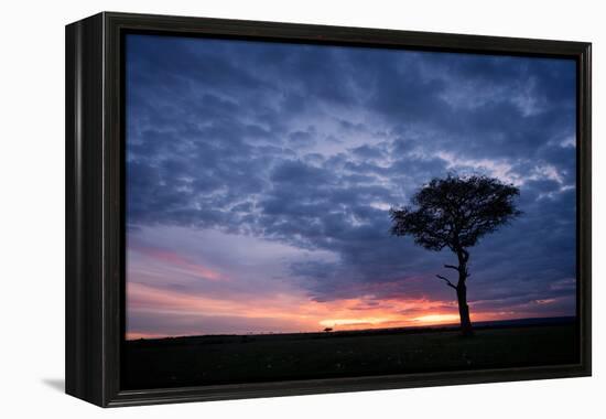 Acacia tree at sunset, Masai Mara, Kenya, East Africa, Africa-Karen Deakin-Framed Premier Image Canvas