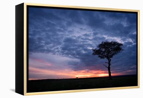 Acacia tree at sunset, Masai Mara, Kenya, East Africa, Africa-Karen Deakin-Framed Premier Image Canvas