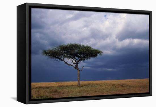 Acacia Tree Growing on Savannah against Sky Background, Masai Mara National Reserve, Kenya-Anup Shah-Framed Premier Image Canvas