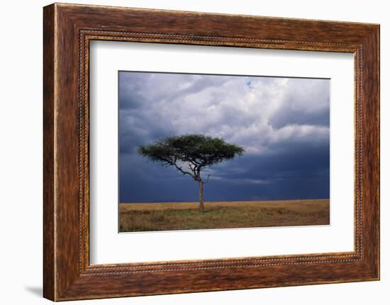 Acacia Tree Growing on Savannah against Sky Background, Masai Mara National Reserve, Kenya-Anup Shah-Framed Photographic Print