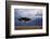 Acacia Tree Growing on Savannah against Sky Background, Masai Mara National Reserve, Kenya-Anup Shah-Framed Photographic Print