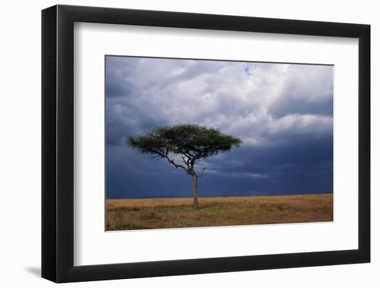 Acacia Tree Growing on Savannah against Sky Background, Masai Mara National Reserve, Kenya-Anup Shah-Framed Photographic Print