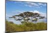 Acacia tree in Abijatta-Shalla Lakes National Park, Ethiopia-Keren Su-Mounted Photographic Print