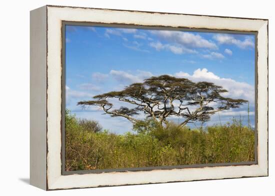 Acacia tree in Abijatta-Shalla Lakes National Park, Ethiopia-Keren Su-Framed Premier Image Canvas