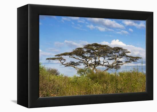 Acacia tree in Abijatta-Shalla Lakes National Park, Ethiopia-Keren Su-Framed Premier Image Canvas